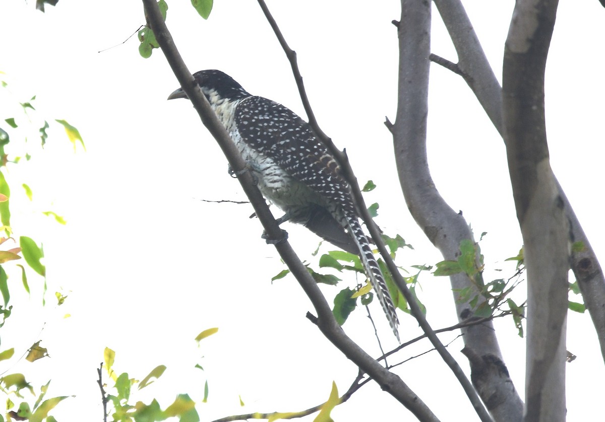 Pacific Koel - Mark Tarnawski