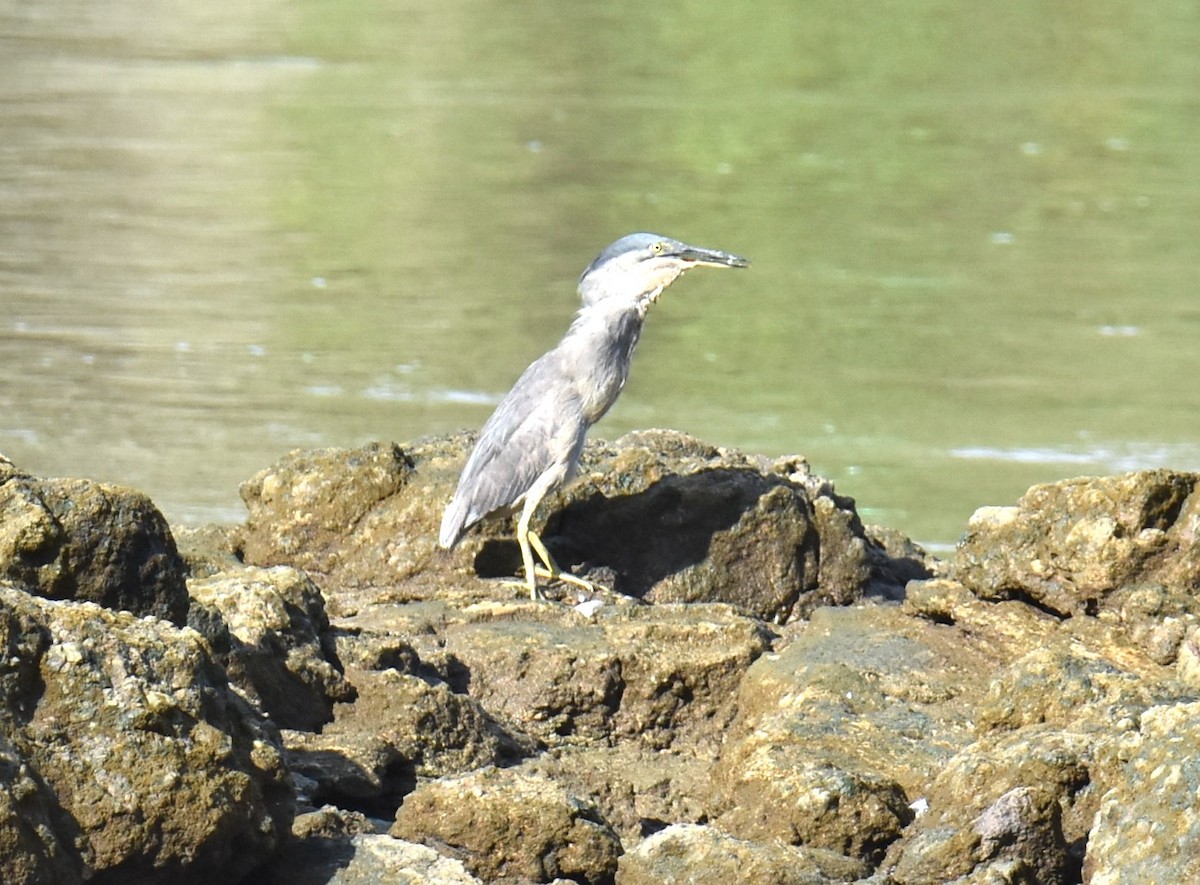 Striated Heron - Mark Tarnawski