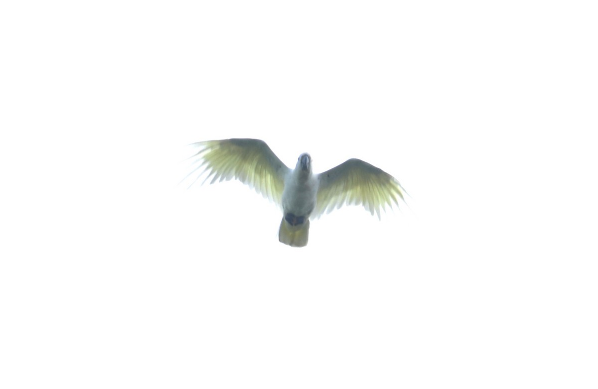 Sulphur-crested Cockatoo - Mark Tarnawski