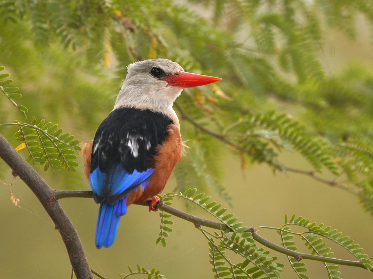 Gray-headed Kingfisher - ML615384492