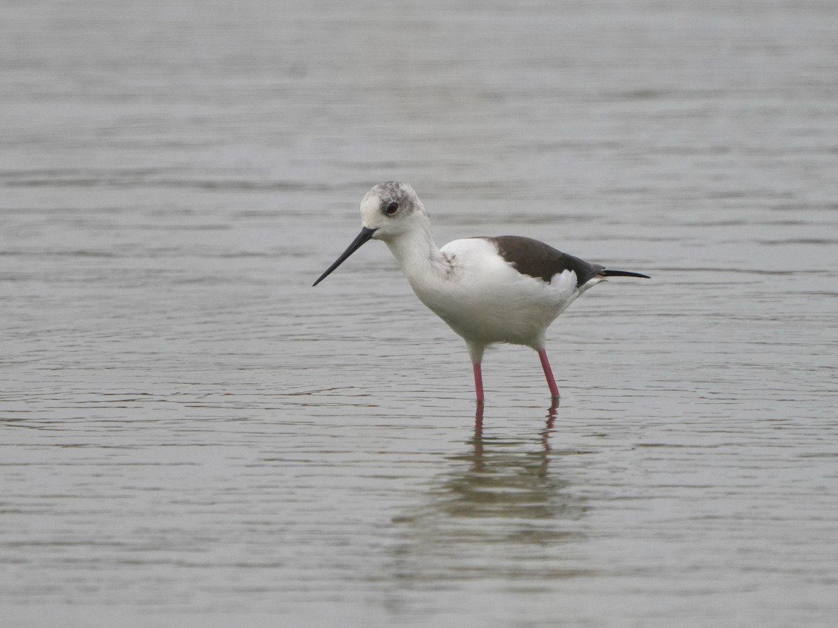 Black-winged Stilt - ML615384499