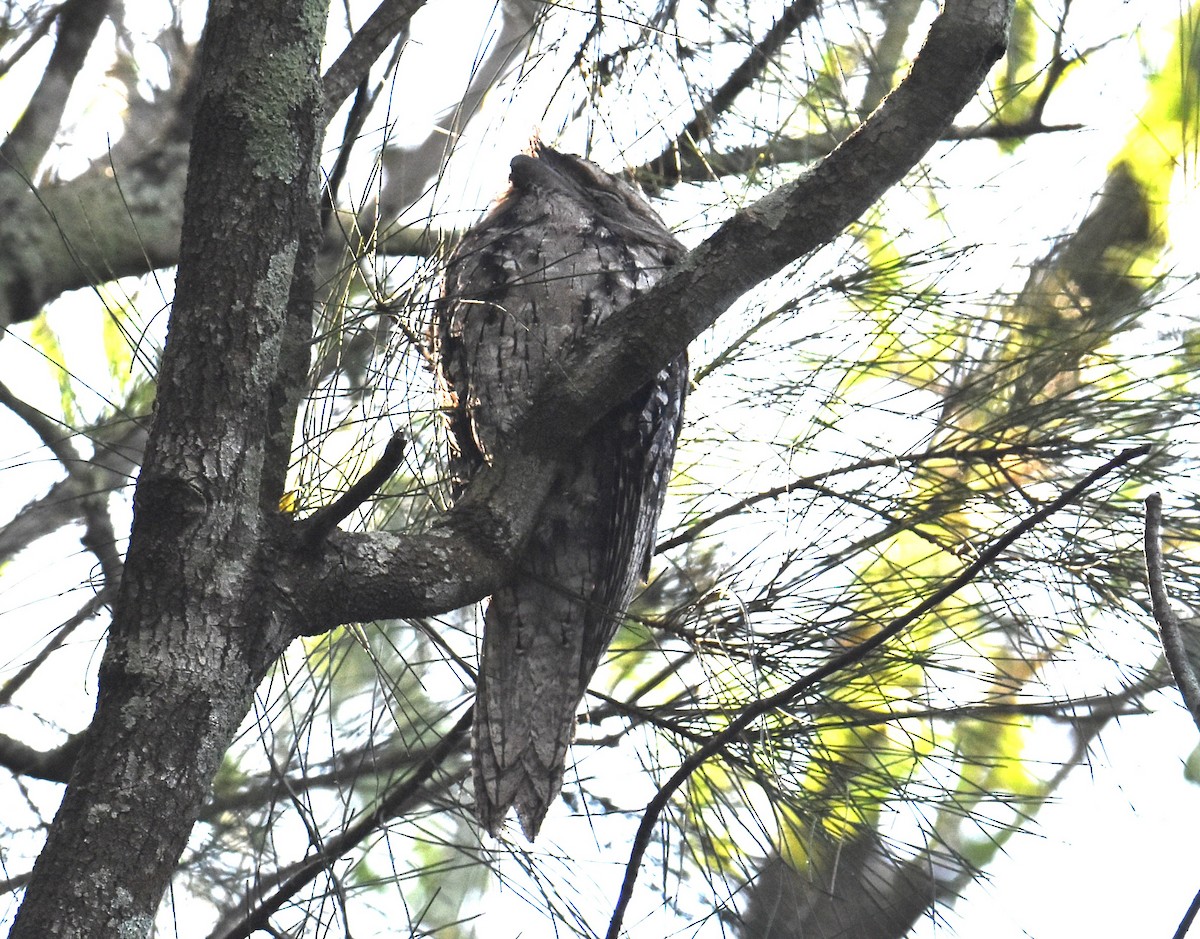 Tawny Frogmouth - ML615384519