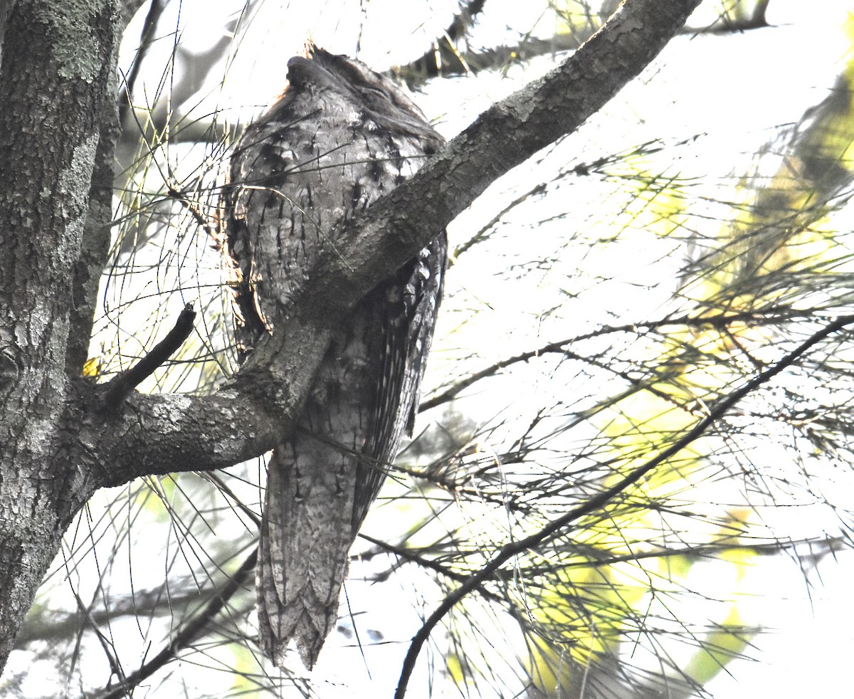 Tawny Frogmouth - Mark Tarnawski