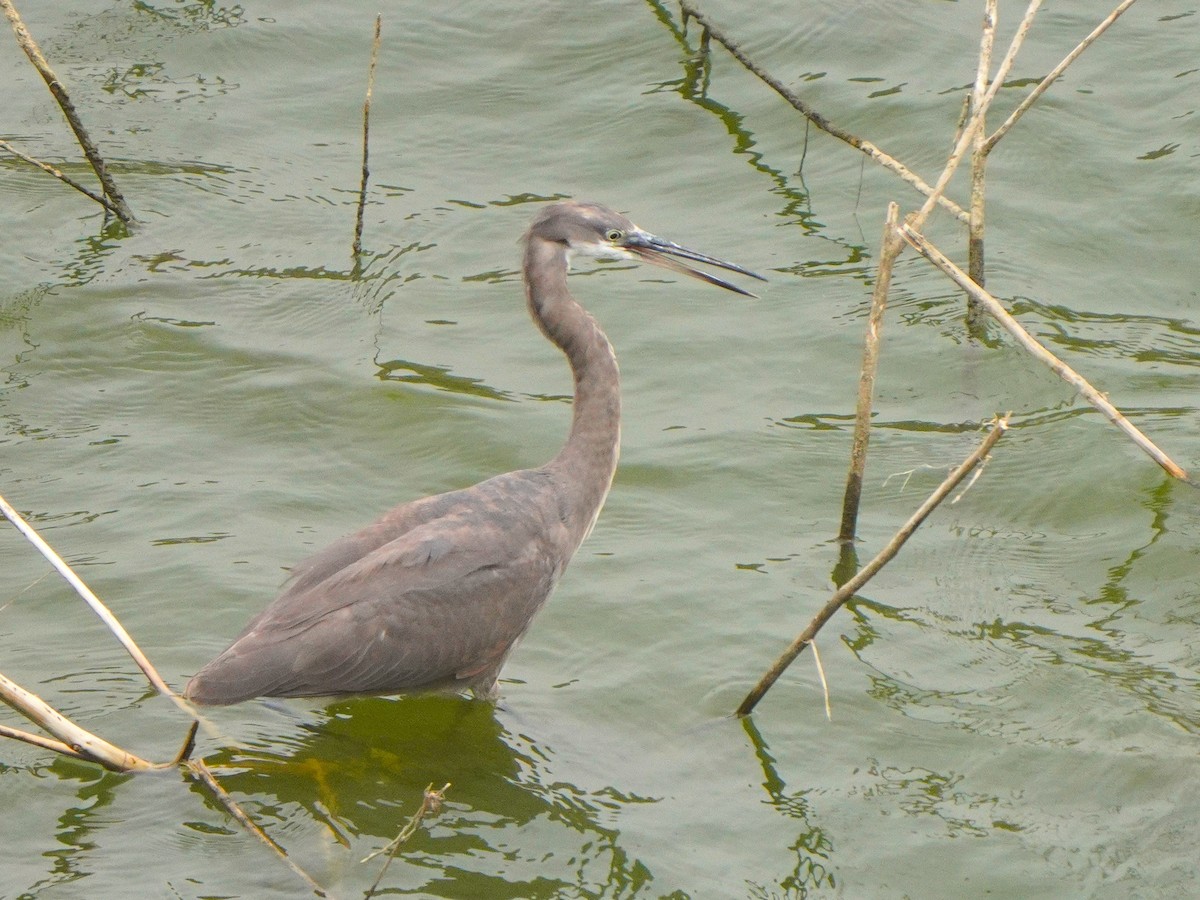 Western Reef-Heron - Jörg Albert