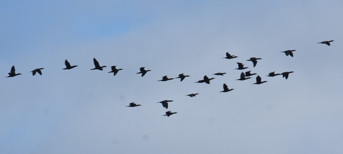 Little Black Cormorant - Mark Tarnawski