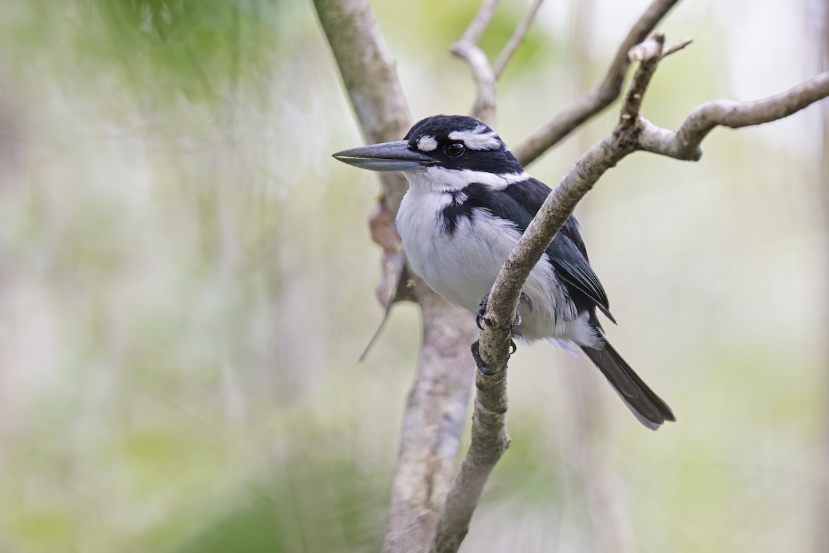 Sombre Kingfisher - ML615384553