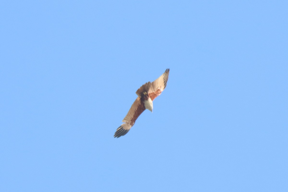 Brahminy Kite - ML615384593