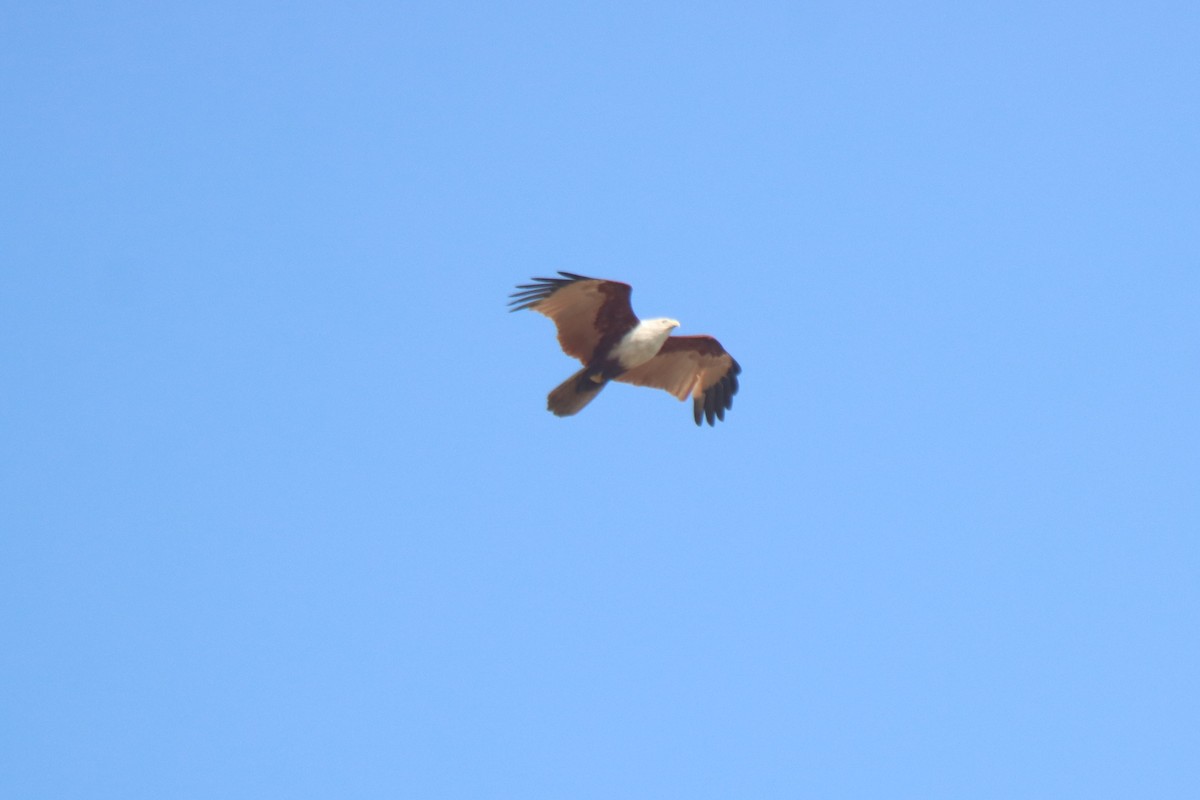 Brahminy Kite - ML615384596