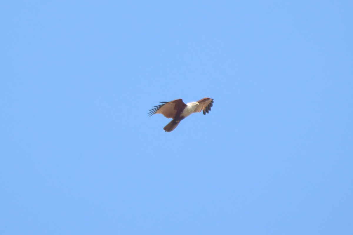 Brahminy Kite - ML615384598