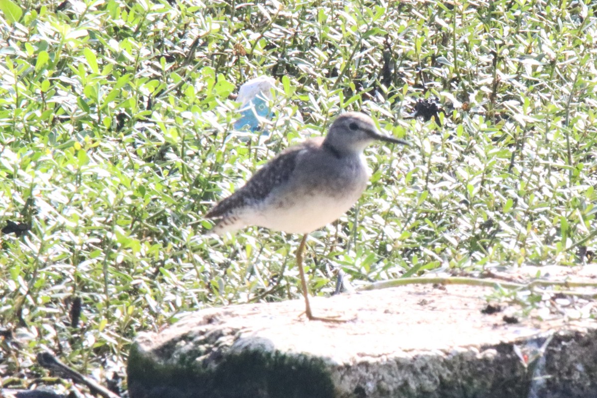 Wood Sandpiper - ML615384614