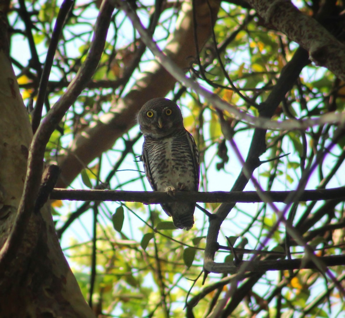 Jungle Owlet - Santonab Chakraborty