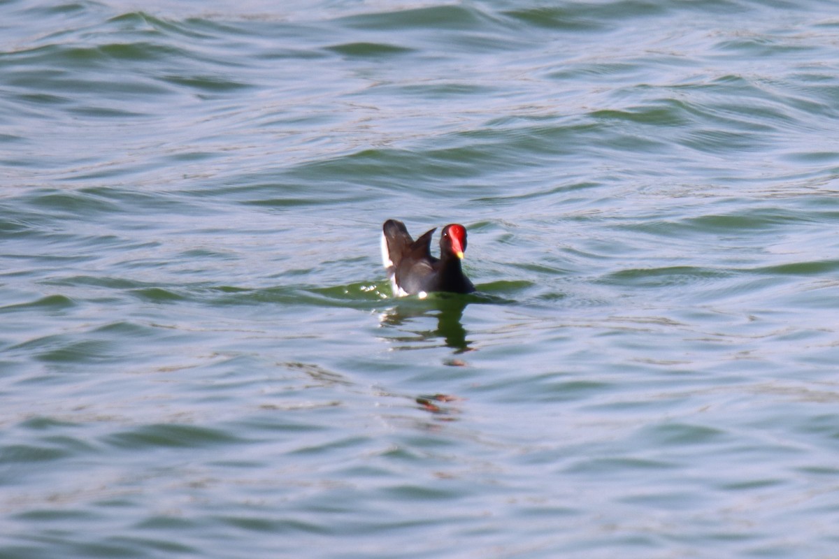 Gallinule poule-d'eau - ML615384658