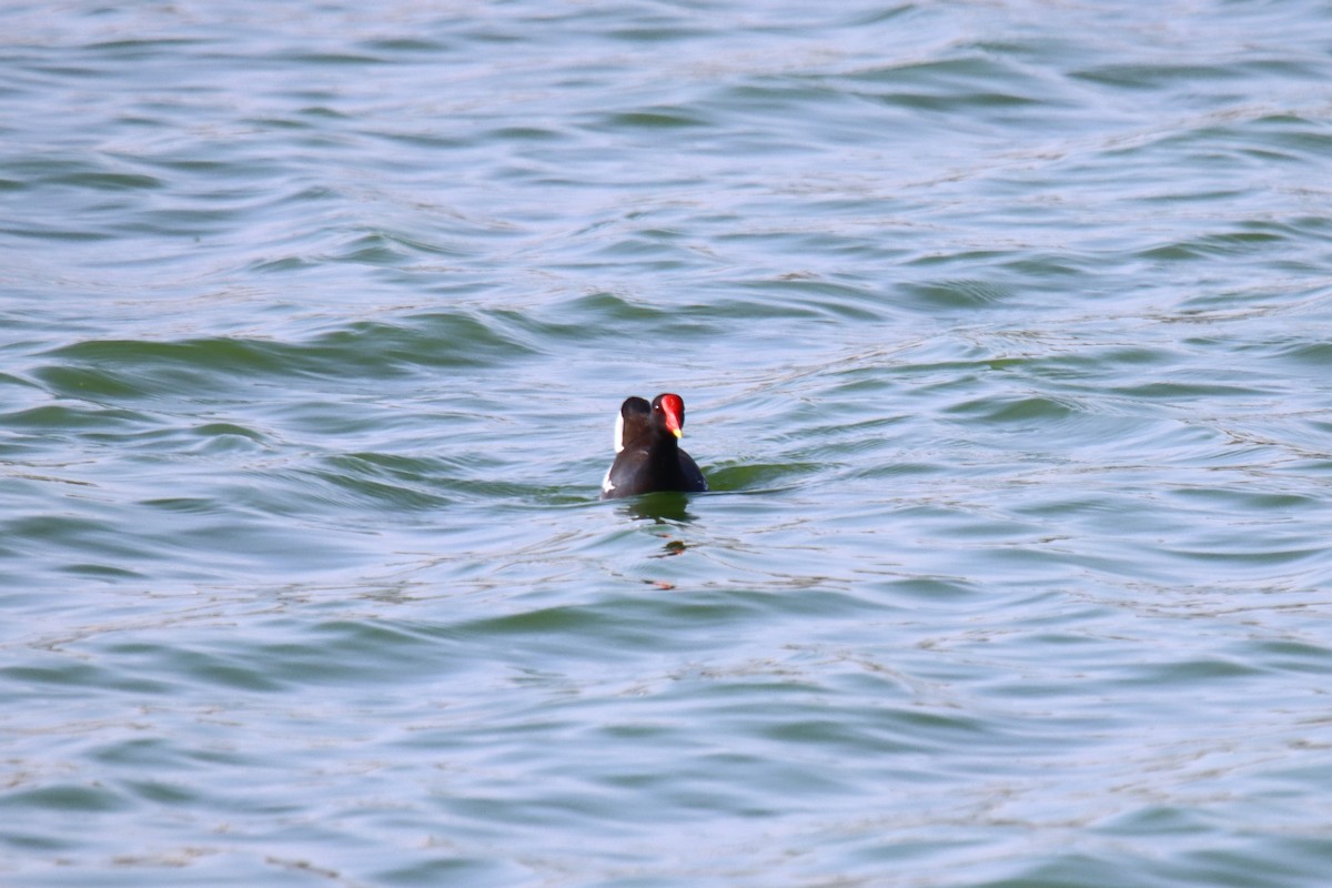 Eurasian Moorhen - ML615384659