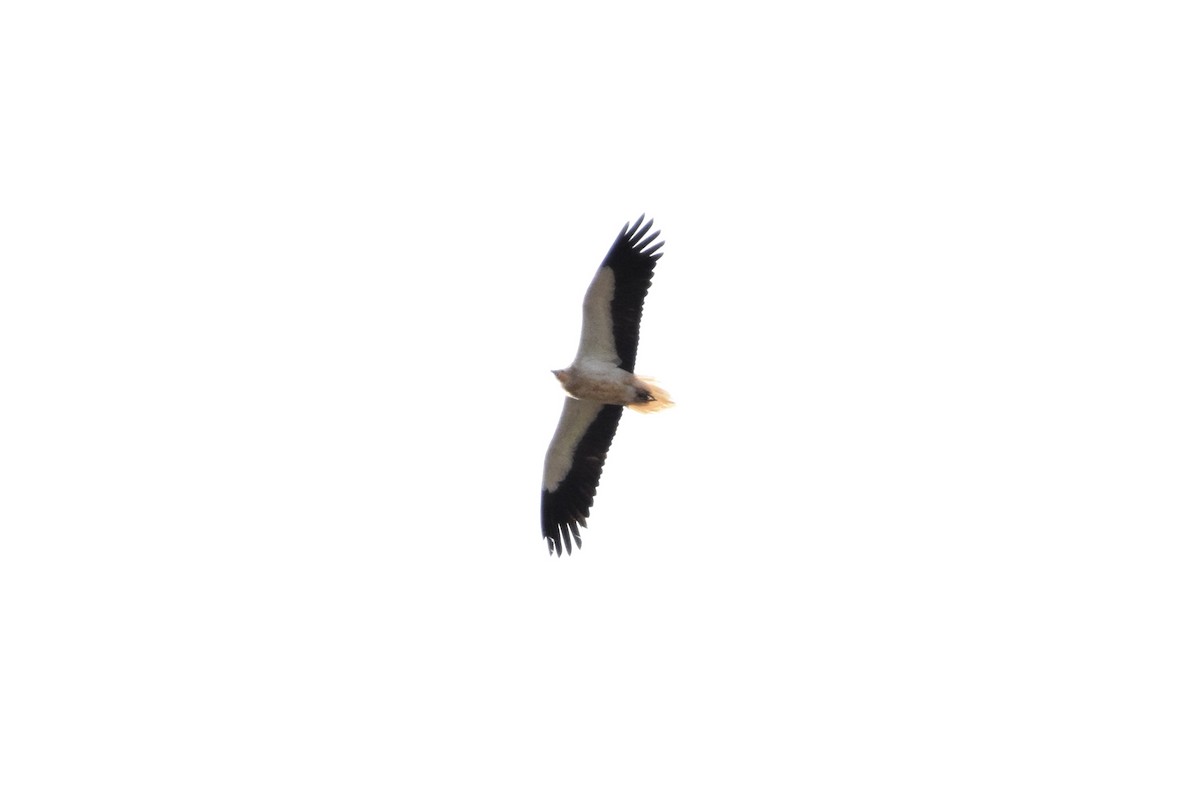 Egyptian Vulture - ML615384698