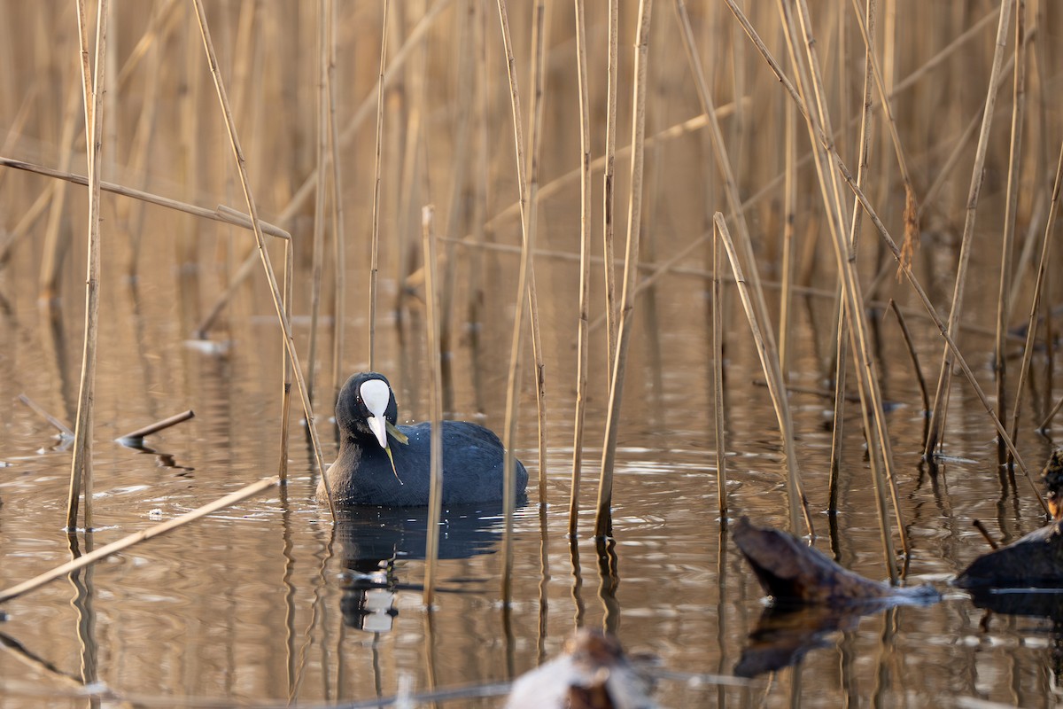 Халзан түнжүүр - ML615384712