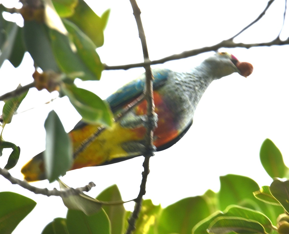 Rose-crowned Fruit-Dove - ML615384720