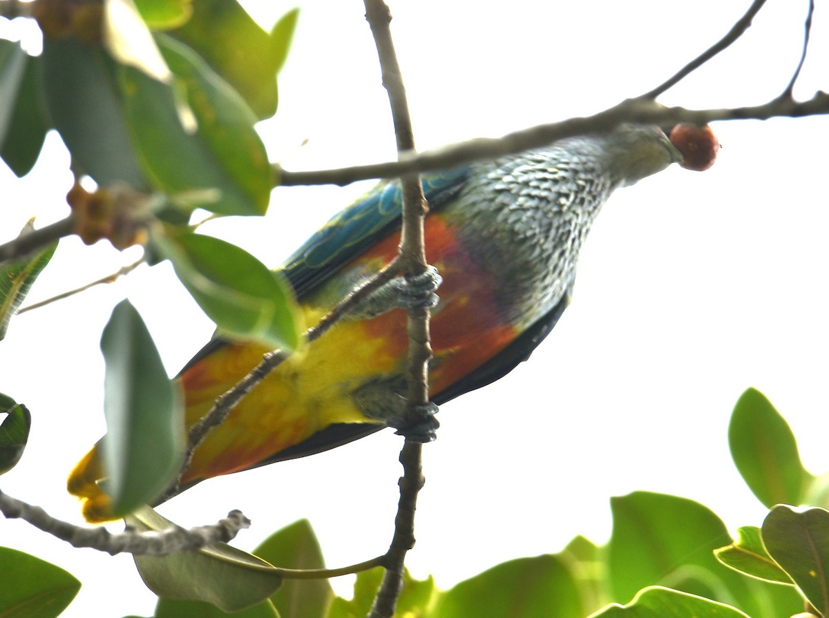 Rose-crowned Fruit-Dove - ML615384722