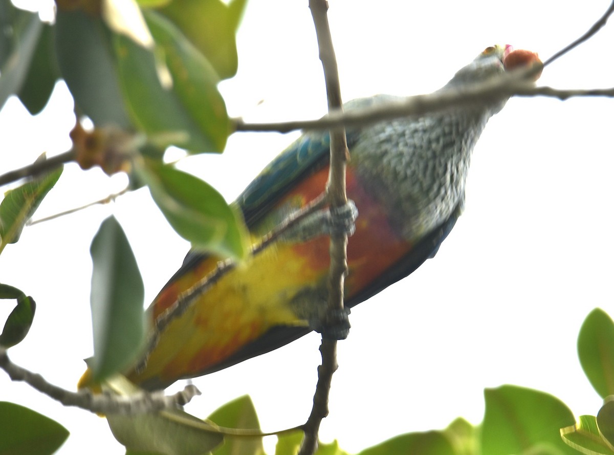 Rose-crowned Fruit-Dove - ML615384724