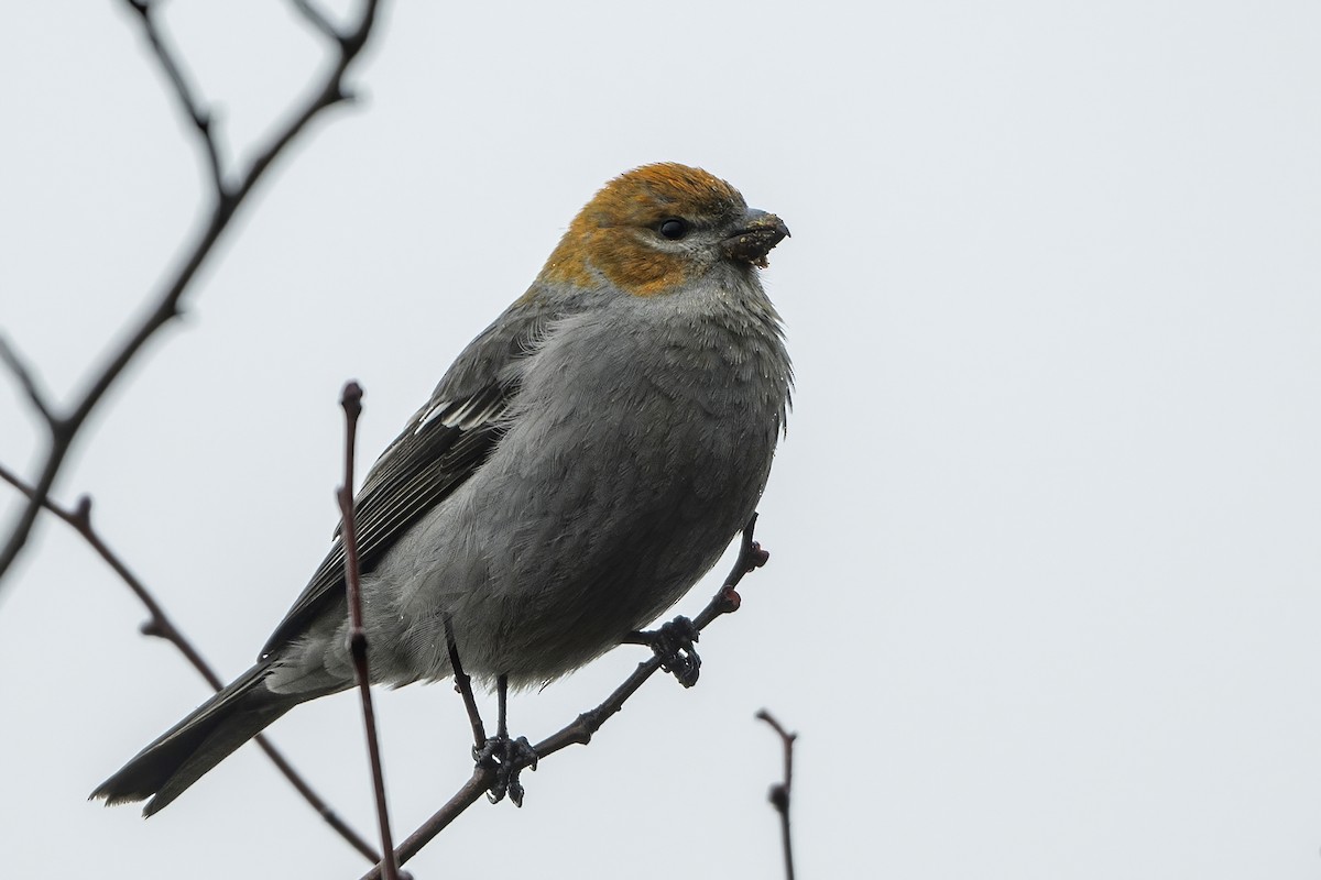 Pine Grosbeak - ML615384783