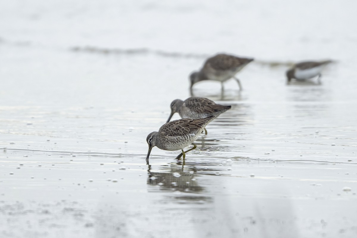 Long-billed Dowitcher - ML615384788
