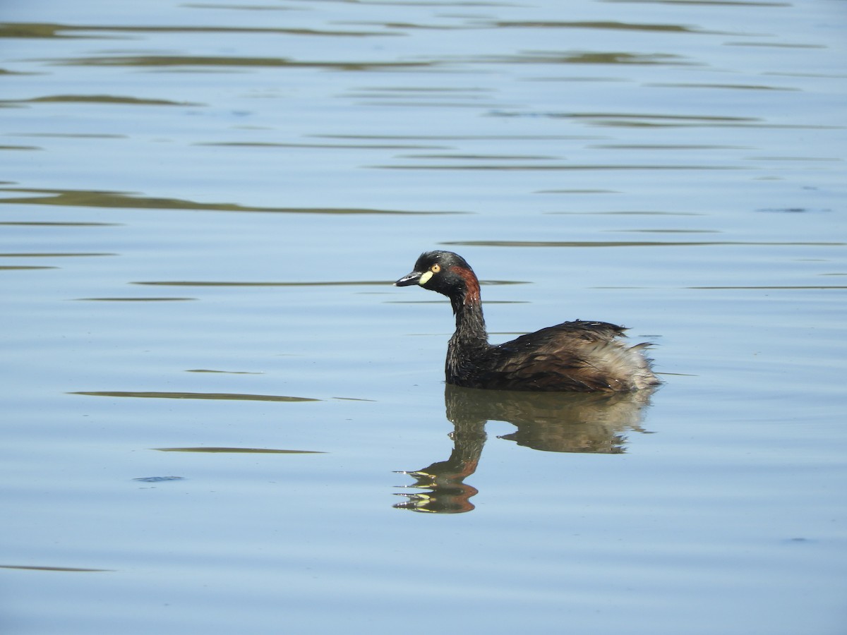 Australasian Grebe - Charles Silveira