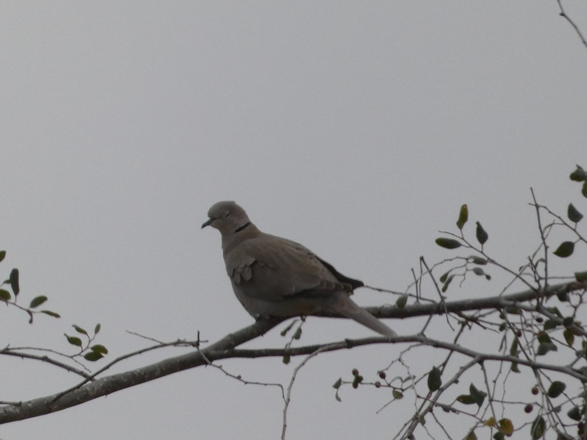 Eurasian Collared-Dove - ML615384801