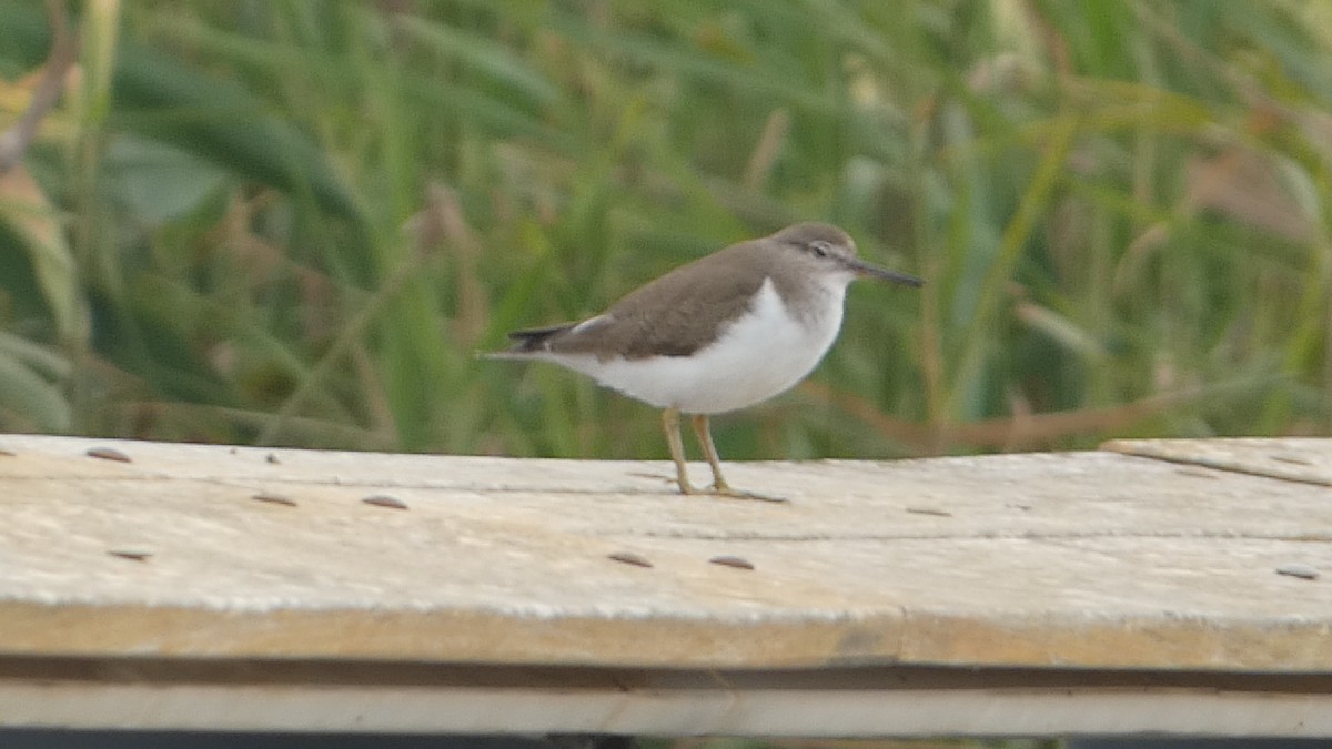 Common Sandpiper - ML615384830