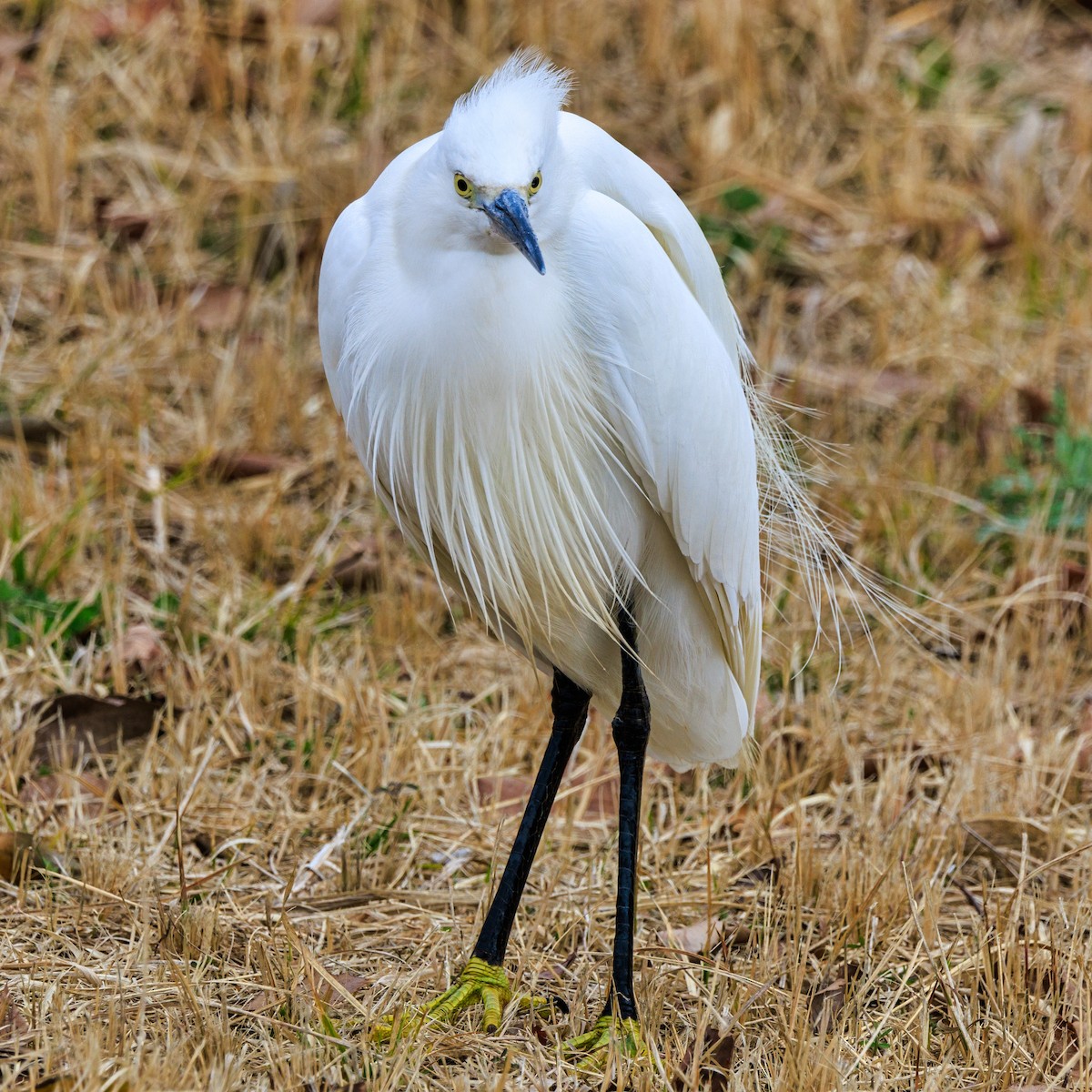 Little Egret - Masaharu Inada