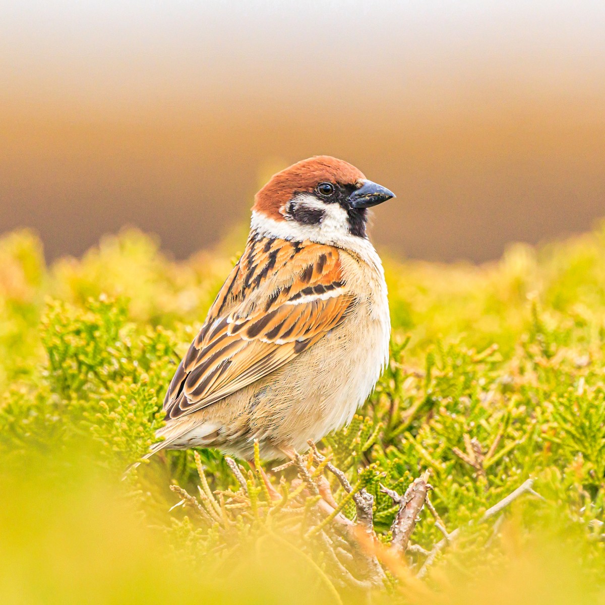 Eurasian Tree Sparrow - ML615384863