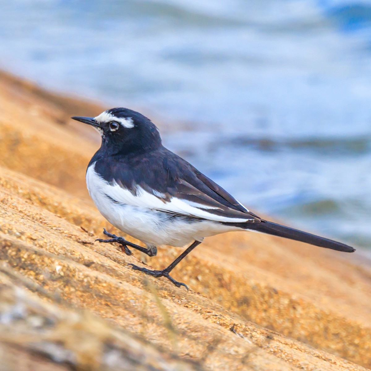 Japanese Wagtail - ML615384873