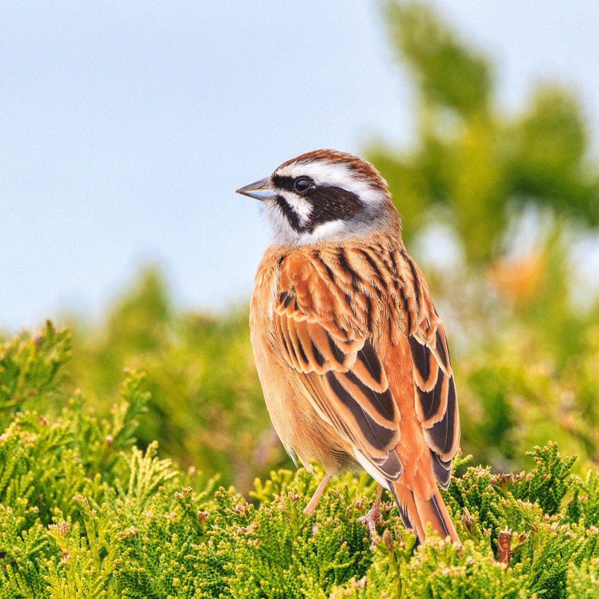 Meadow Bunting - ML615384874