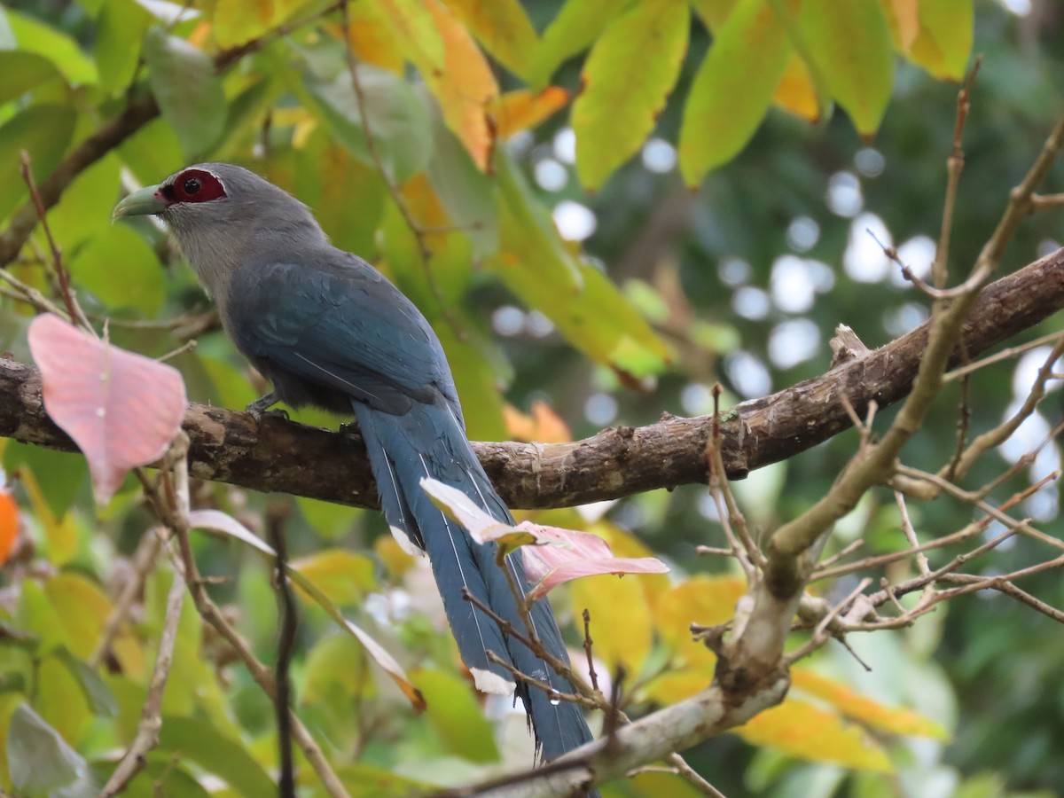 Green-billed Malkoha - ML615384918