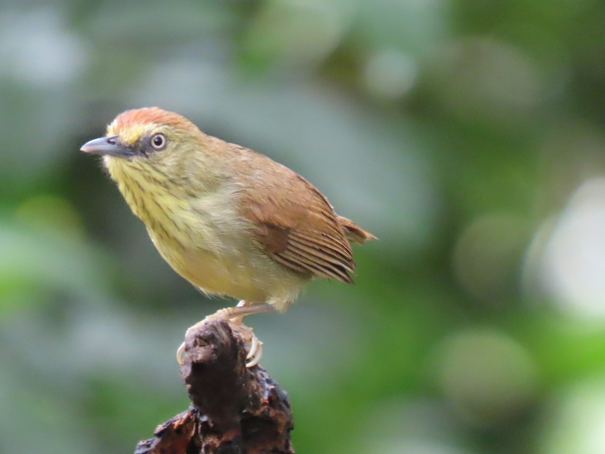 Pin-striped Tit-Babbler - ML615384923