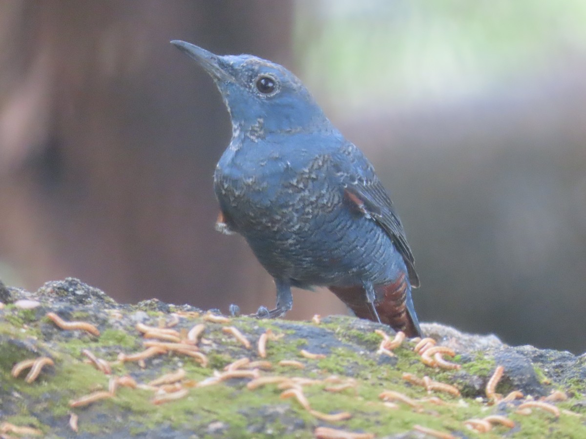 Blue Rock-Thrush - ML615384934