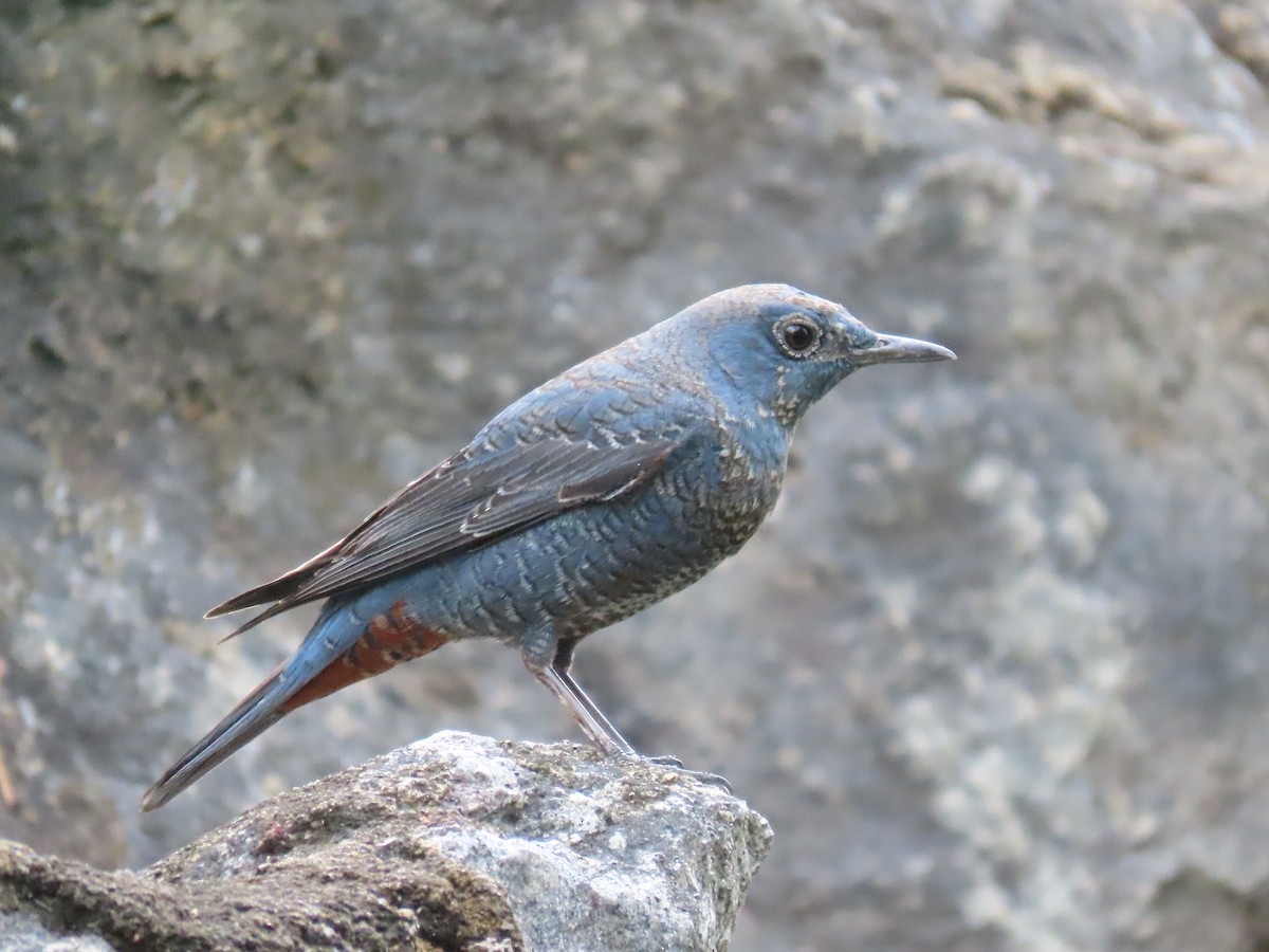 Blue Rock-Thrush - ML615384936