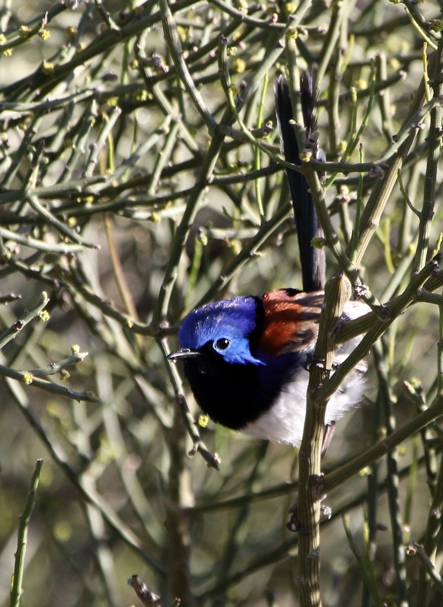 Purple-backed Fairywren - Mel Mitchell