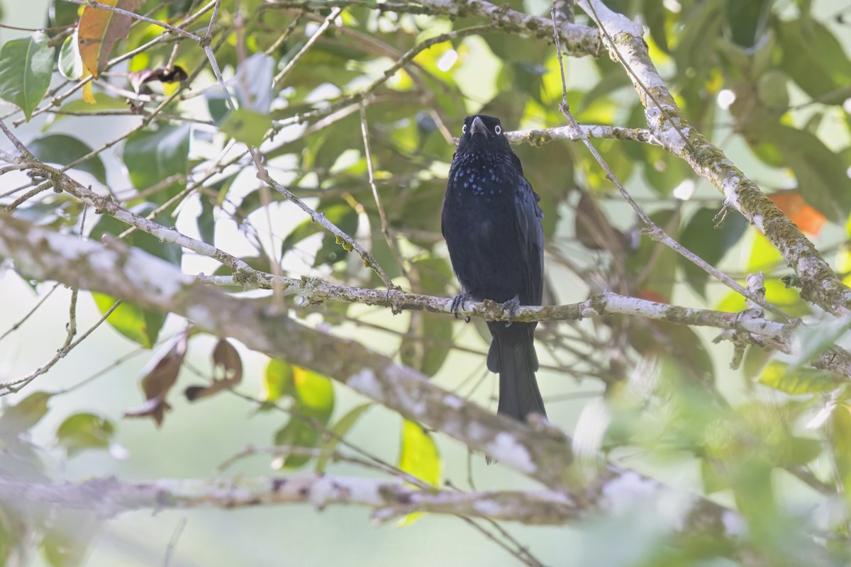 Drongo Crestudo (leucops/banggaiensis) - ML615385023