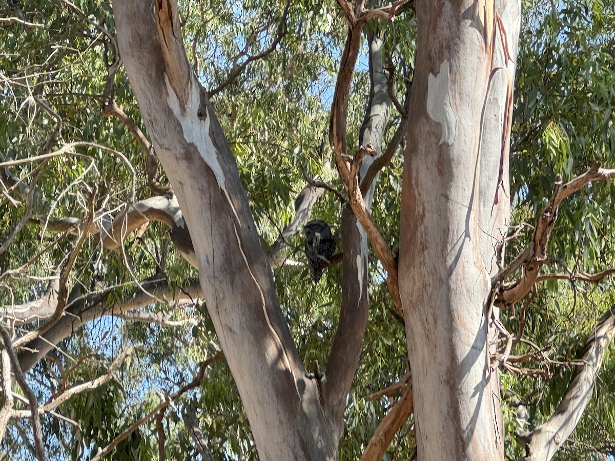 Tawny Frogmouth - Anonymous