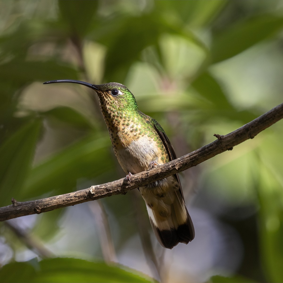 kolibřík aksamitový - ML615385141