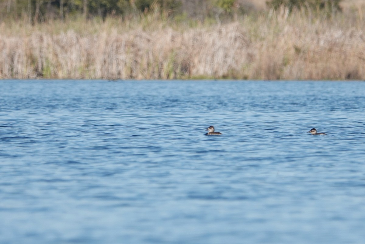 Ruddy Duck - deborah grimes