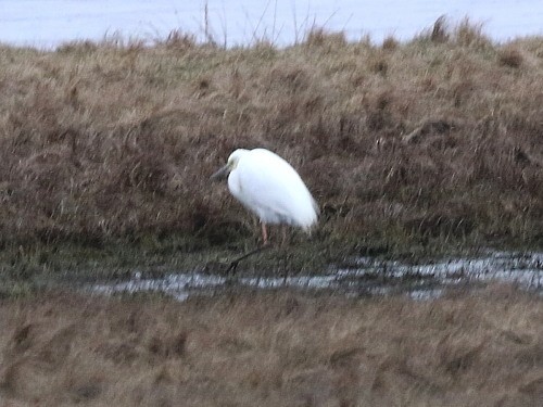 Great Egret - ML615385174