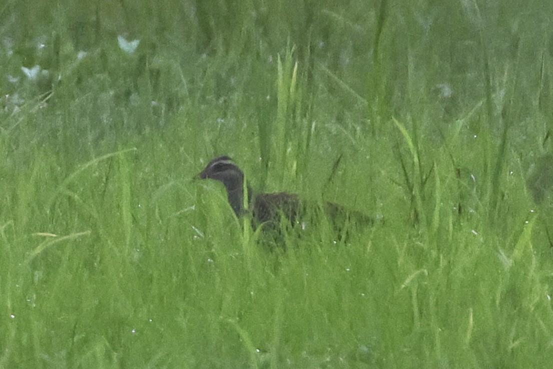 Buff-banded Rail - Steven Whitebread