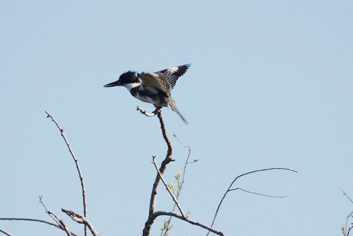 Belted Kingfisher - ML615385236