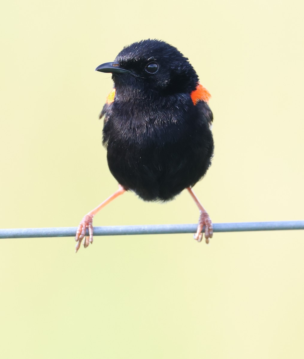 Red-backed Fairywren - ML615385274