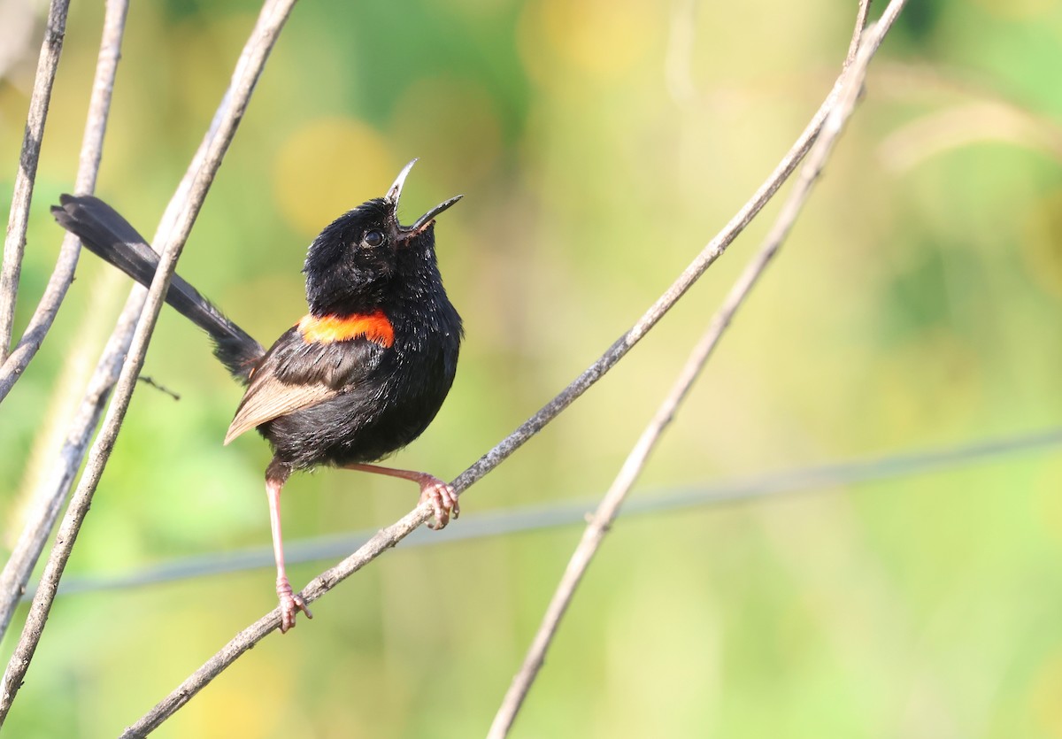 Red-backed Fairywren - ML615385279