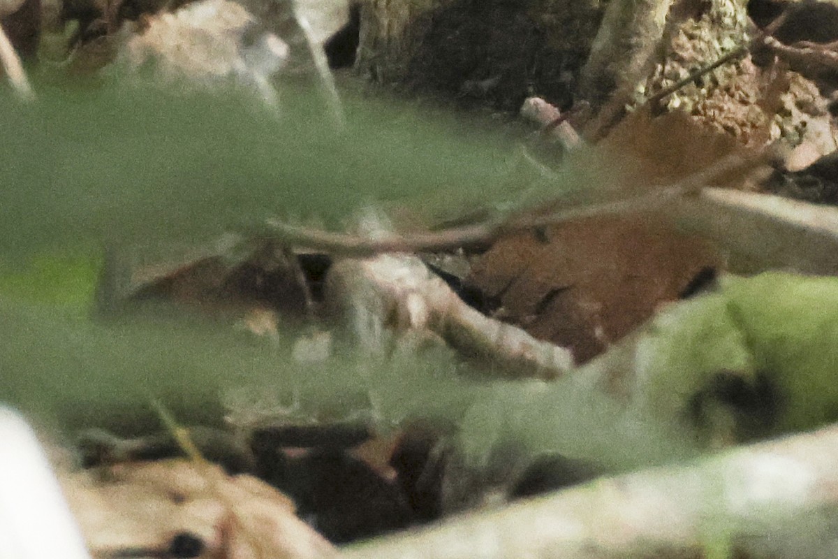 Philippine Megapode - Steven Whitebread