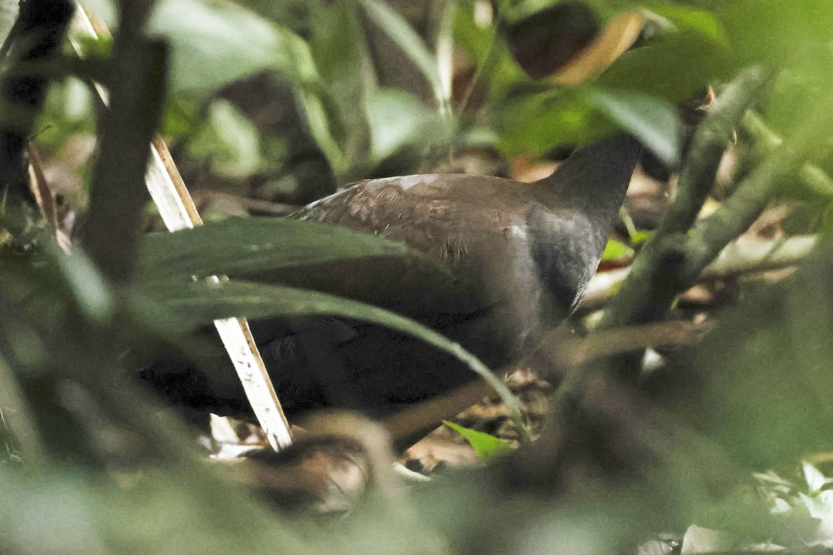 Philippine Megapode - ML615385308