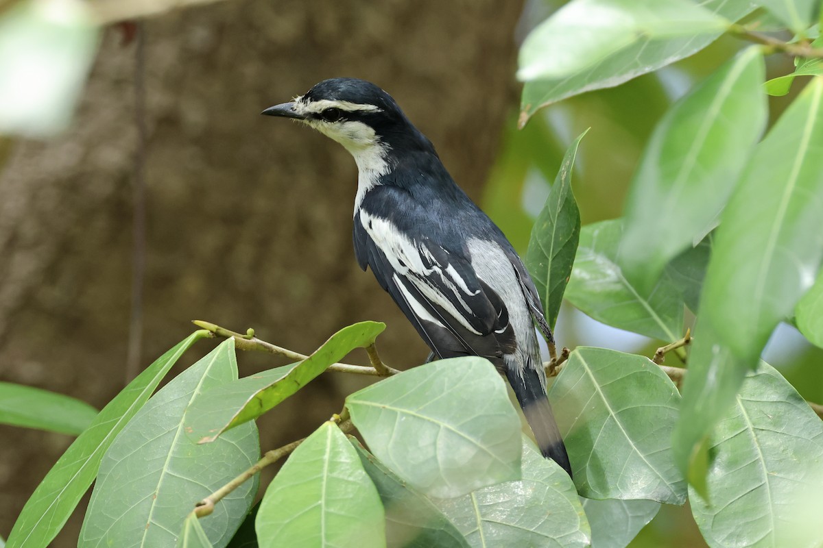 Pied Triller - Steven Whitebread