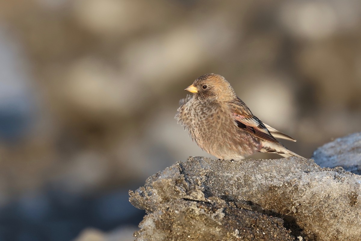 Asian Rosy-Finch - ML615385443