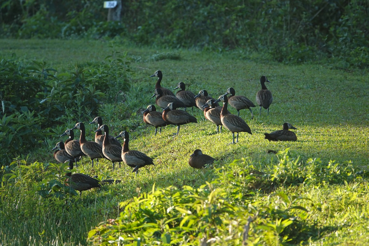 White-faced Whistling-Duck - ML615385458